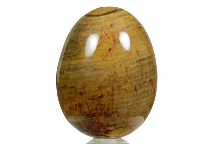 Colorful Chinchilla Petrified Wood (Conifer) Egg - Australia #356269